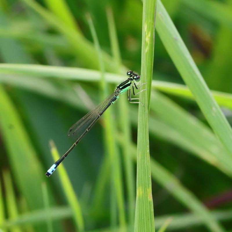 Photo of Eastern Forktail