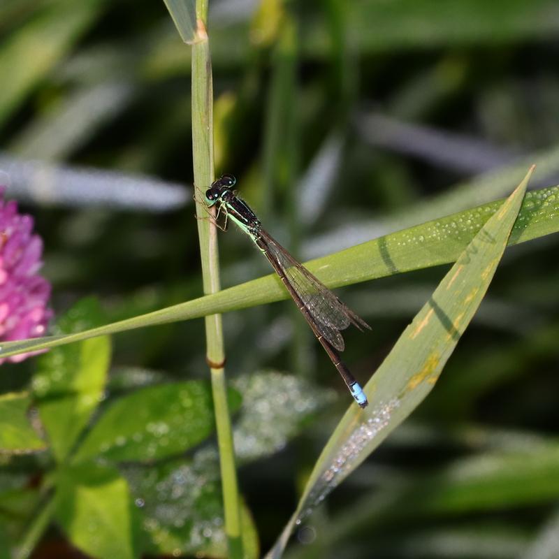 Photo of Eastern Forktail