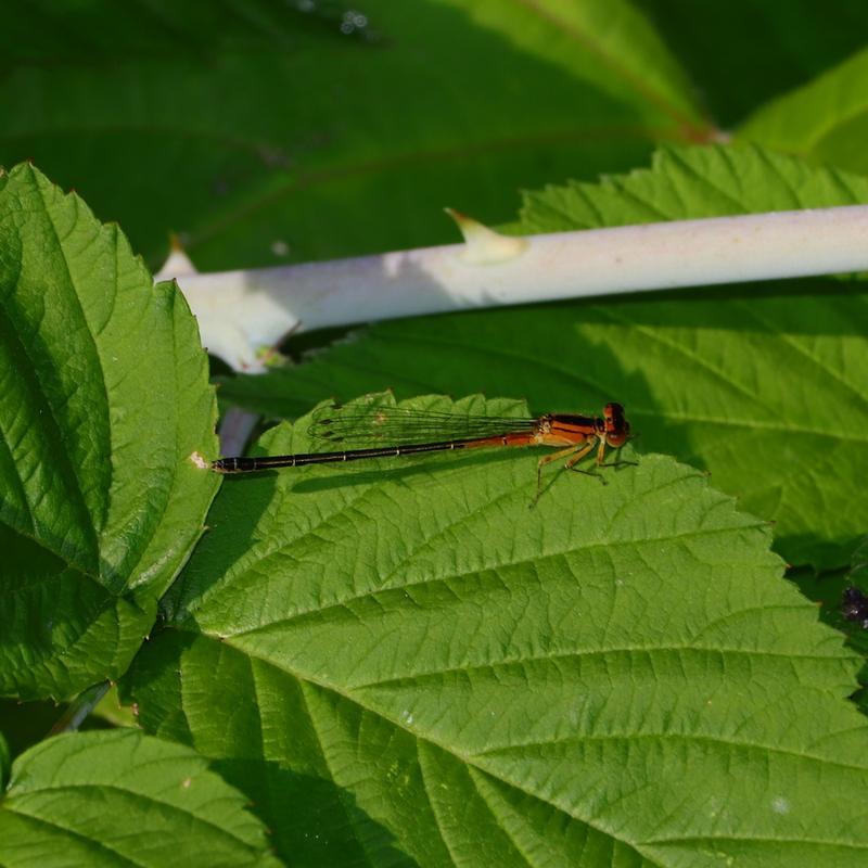 Photo of Eastern Forktail