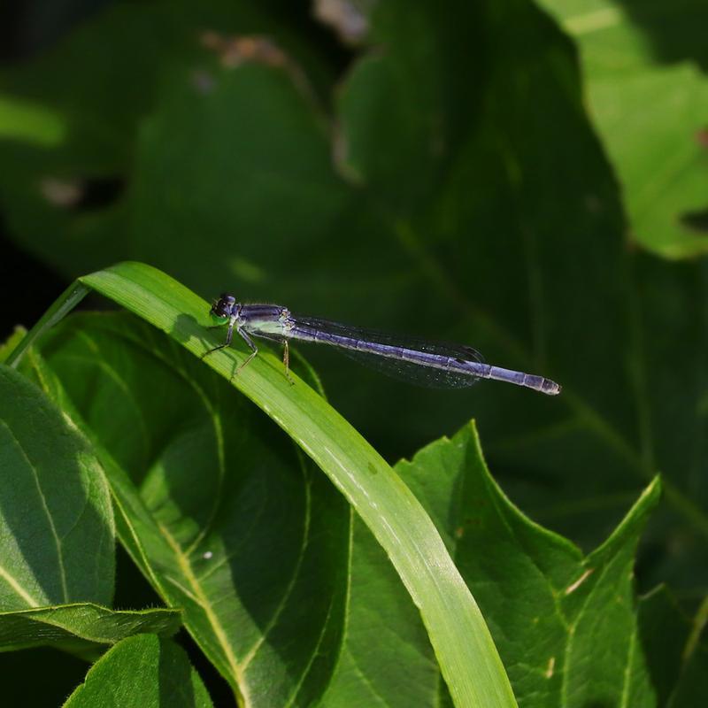 Photo of Eastern Forktail