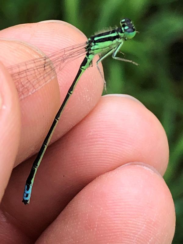 Photo of Eastern Forktail