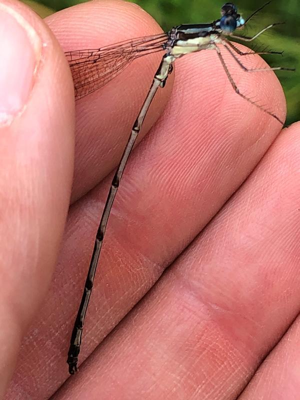 Photo of Slender Spreadwing