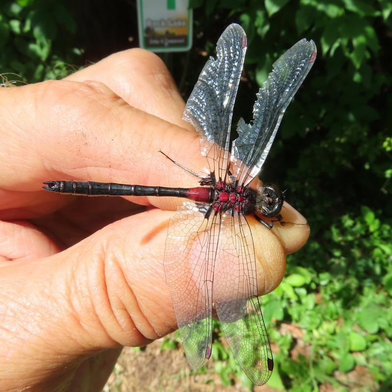 Photo of Crimson-ringed Whiteface