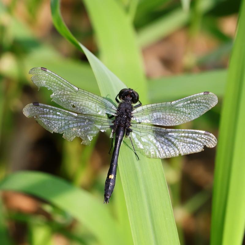 Photo of Dot-tailed Whiteface