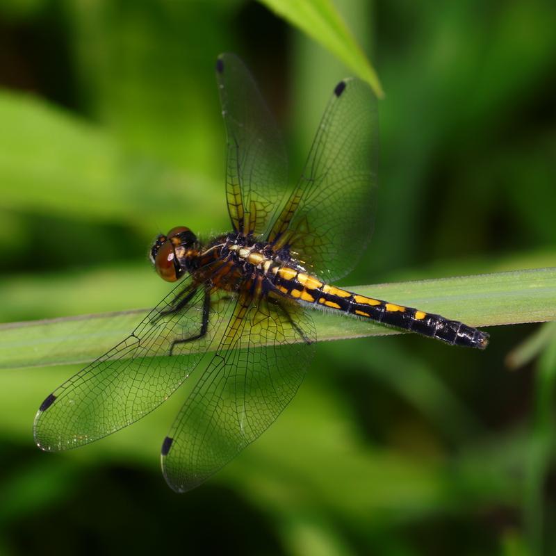 Photo of Dot-tailed Whiteface