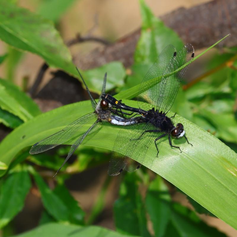 Photo of Dot-tailed Whiteface