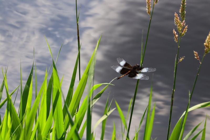 Photo of Widow Skimmer