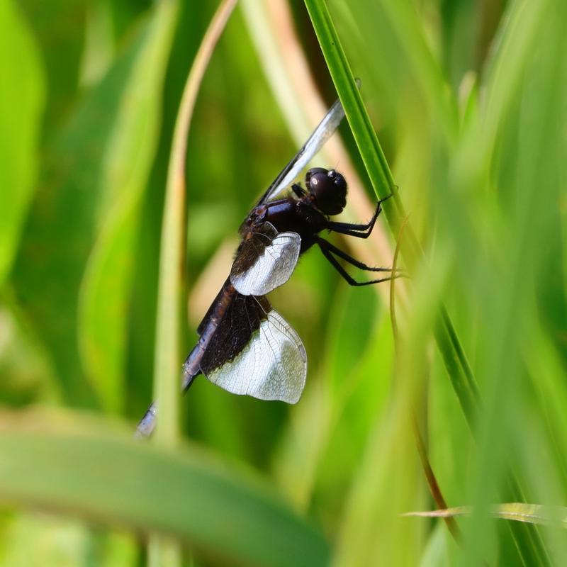 Photo of Widow Skimmer