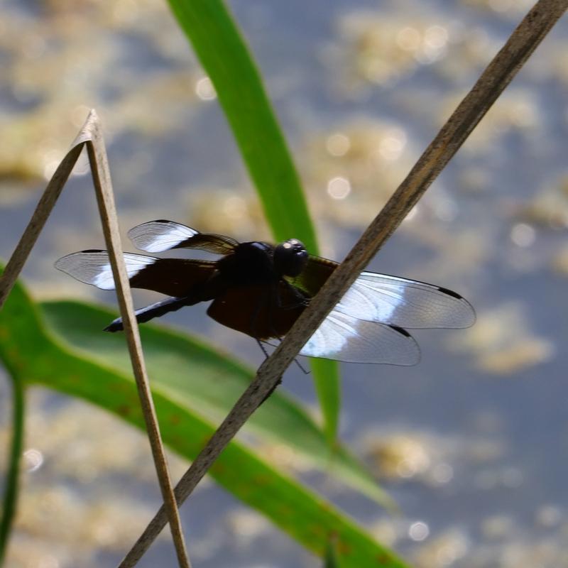 Photo of Widow Skimmer