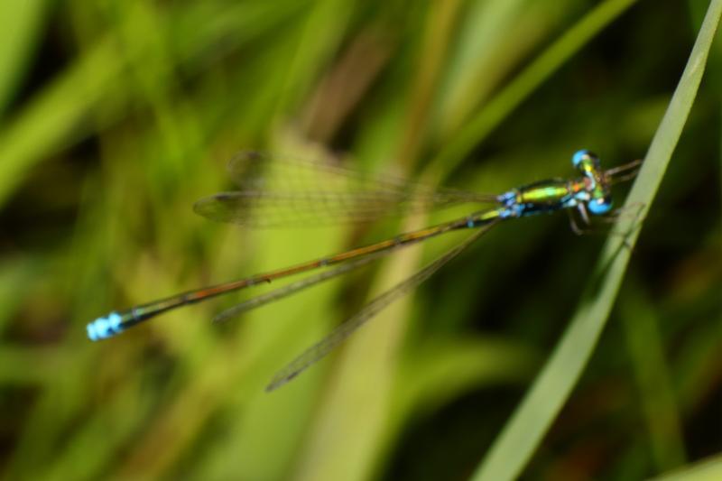 Photo of Sedge Sprite