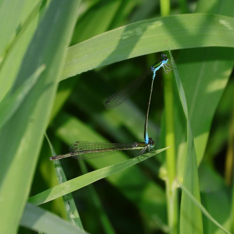Photo of Sedge Sprite