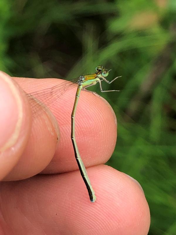 Photo of Sedge Sprite