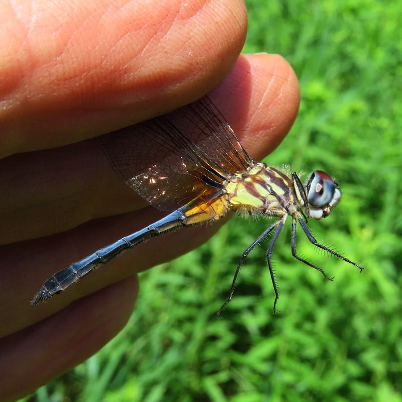 Photo of Blue Dasher
