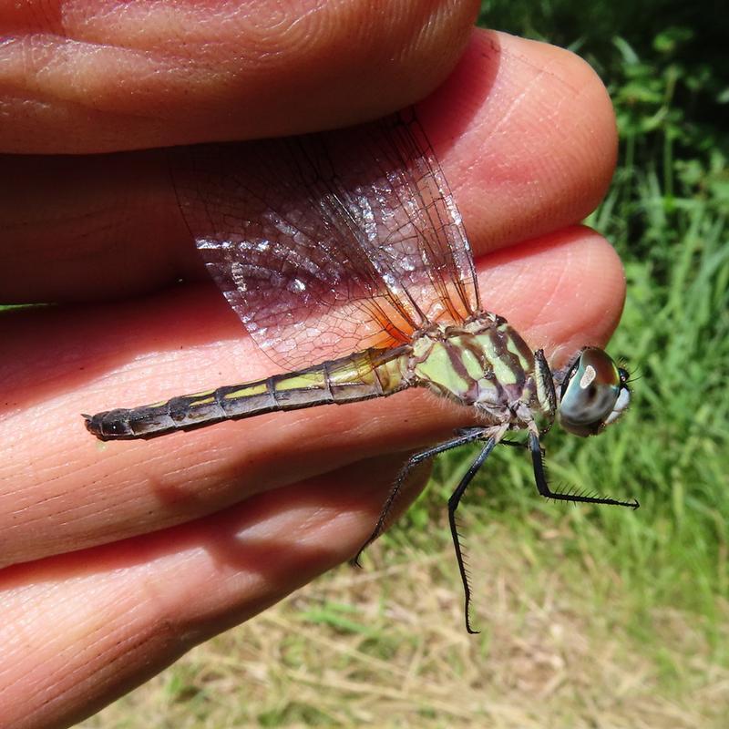 Photo of Blue Dasher