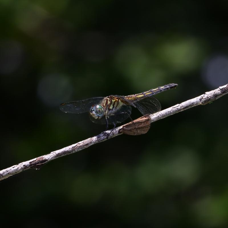 Photo of Blue Dasher