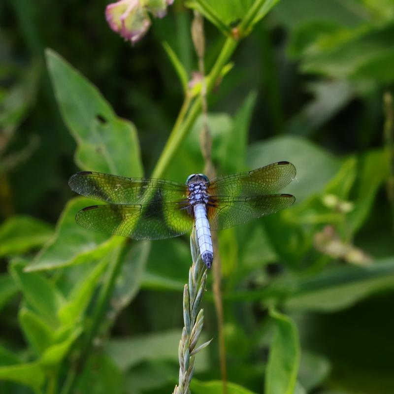 Photo of Blue Dasher