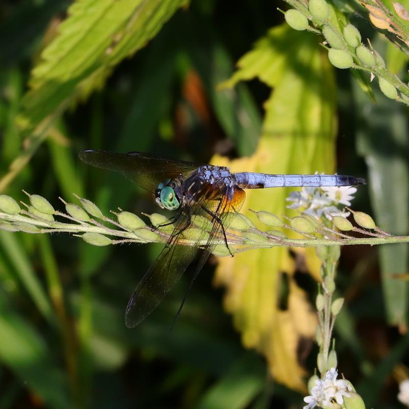 Photo of Blue Dasher