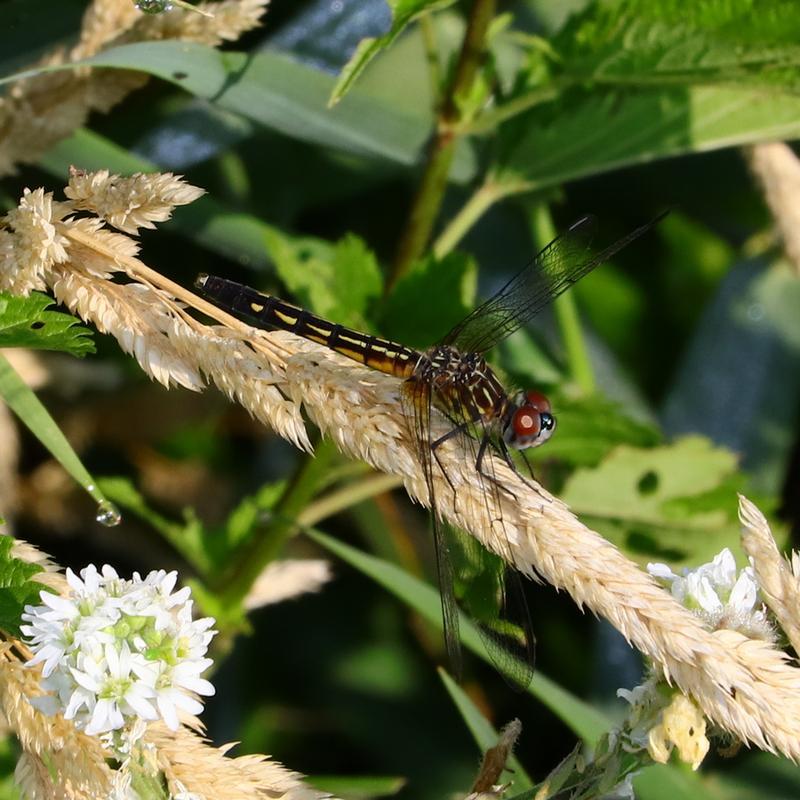 Photo of Blue Dasher