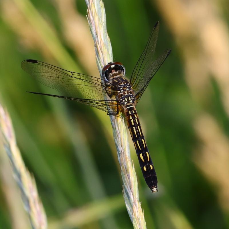 Photo of Blue Dasher