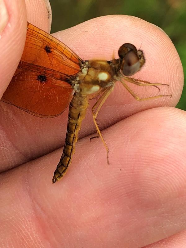 Photo of Eastern Amberwing