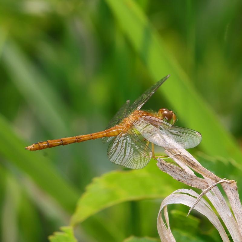 Photo of Autumn Meadowhawk