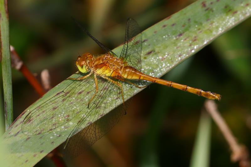 Photo of Autumn Meadowhawk
