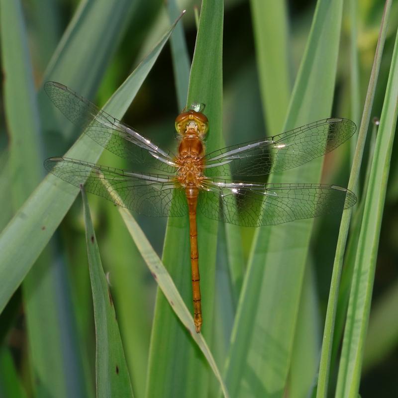 Photo of Autumn Meadowhawk