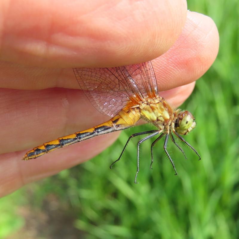 Photo of White-faced Meadowhawk