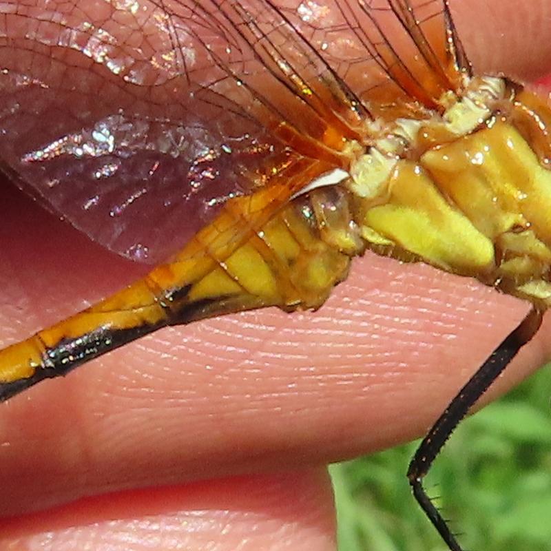 Photo of White-faced Meadowhawk