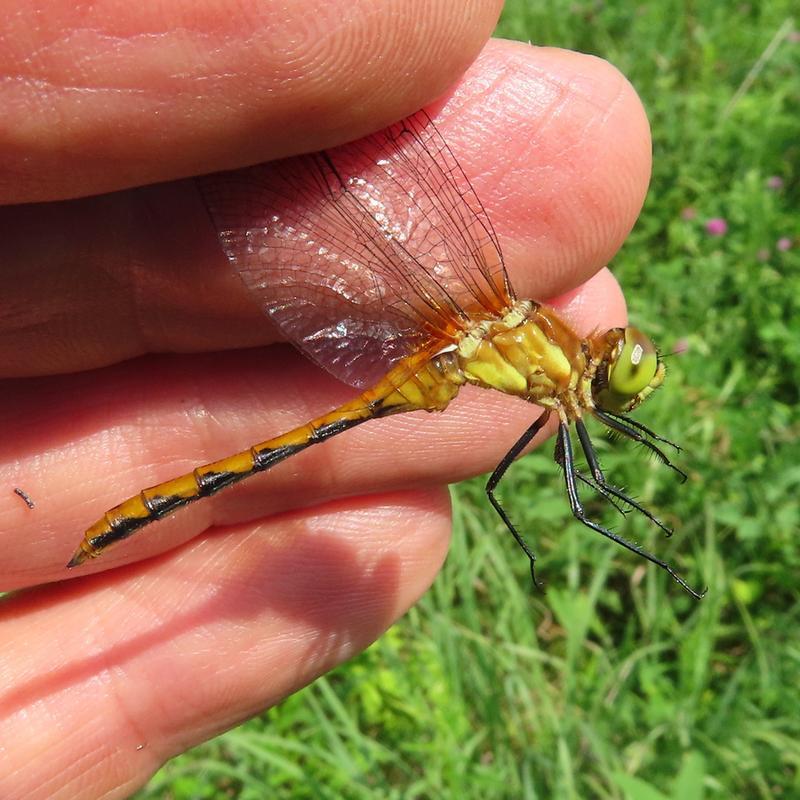 Photo of White-faced Meadowhawk