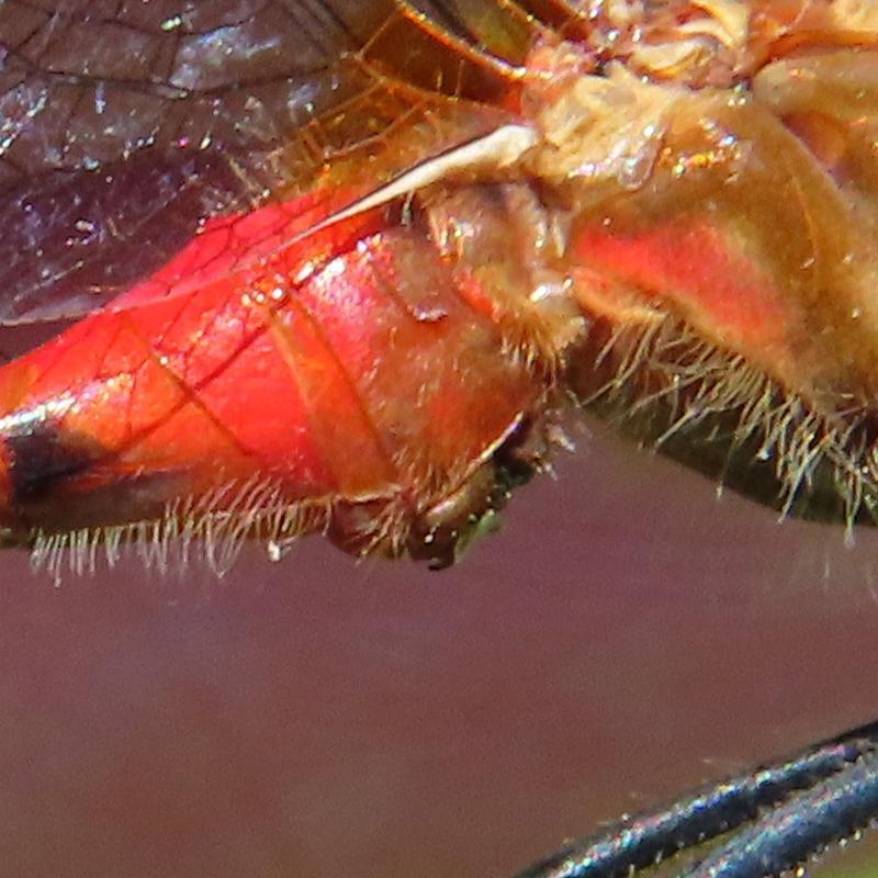 Photo of White-faced Meadowhawk