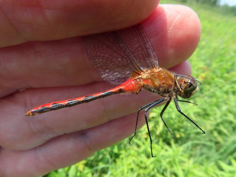Photo of White-faced Meadowhawk