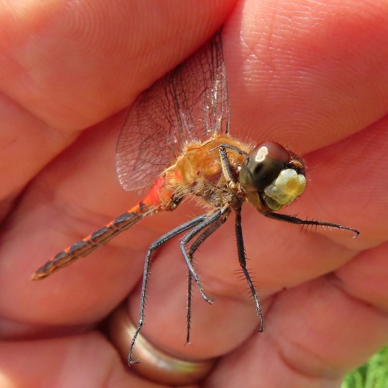 Photo of White-faced Meadowhawk