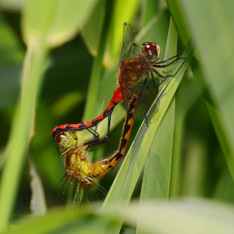 Photo of White-faced Meadowhawk