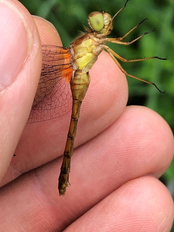 Photo of Autumn Meadowhawk