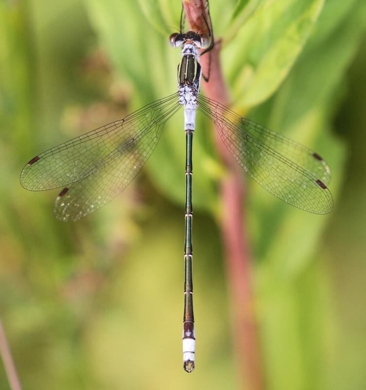 Photo of Northern Spreadwing