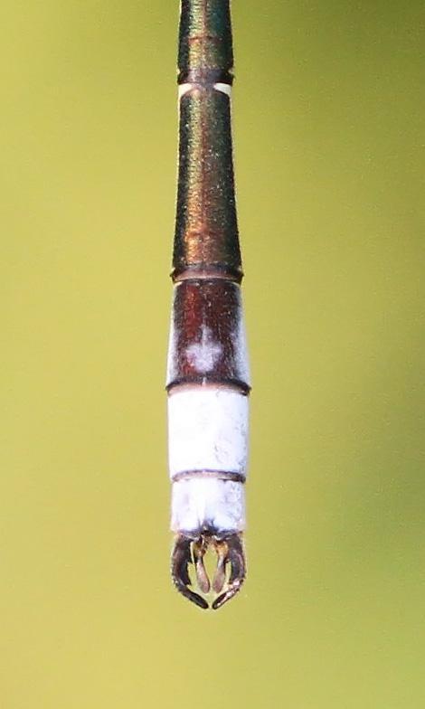 Photo of Northern Spreadwing