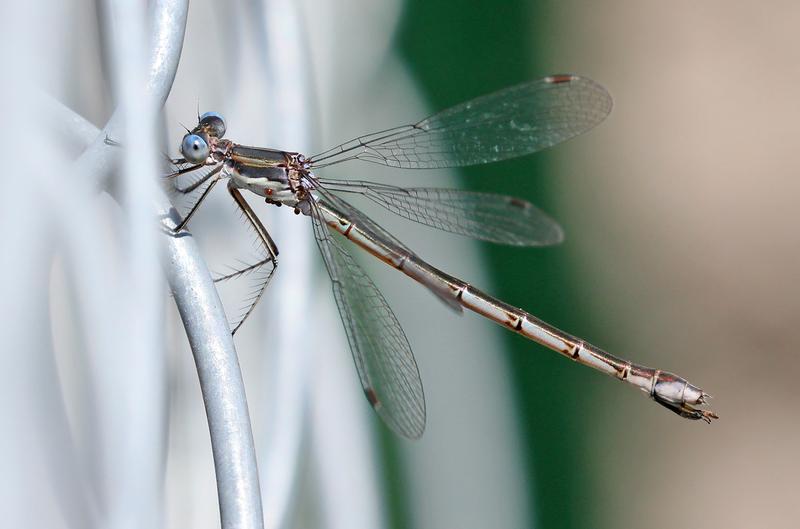 Photo of Sweetflag Spreadwing