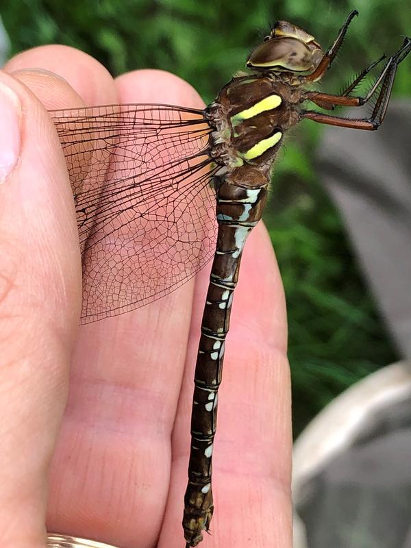 Photo of Shadow Darner