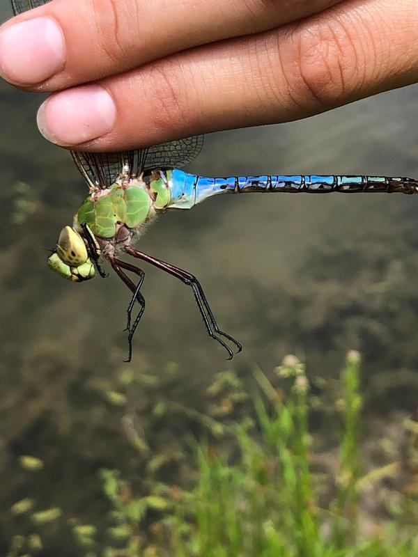 Photo of Common Green Darner