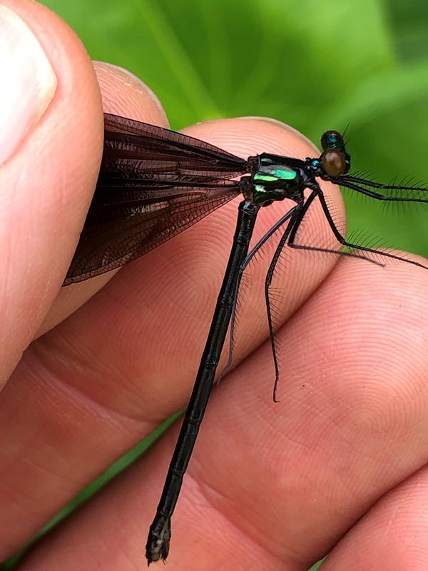 Photo of Ebony Jewelwing