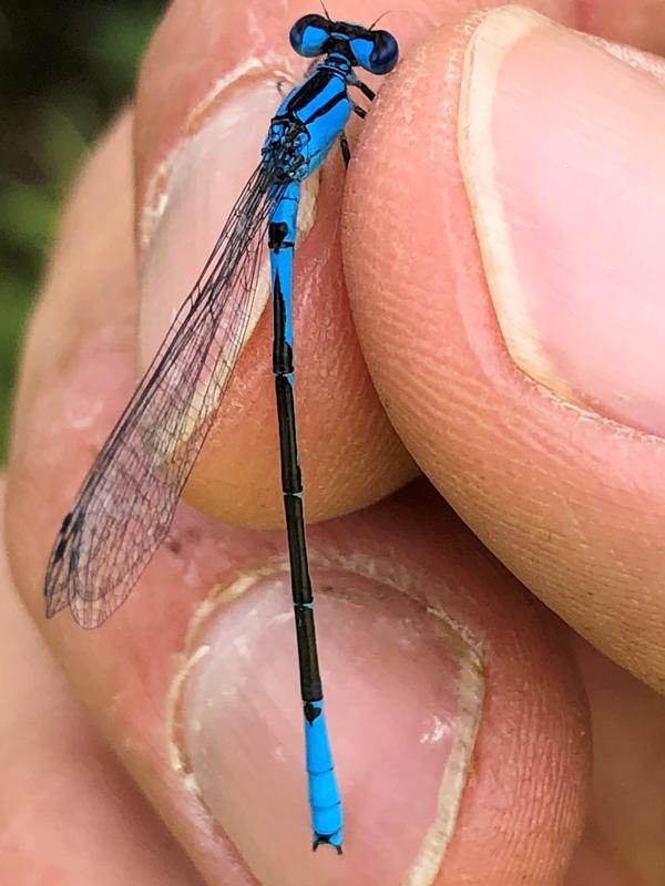 Photo of Azure Bluet