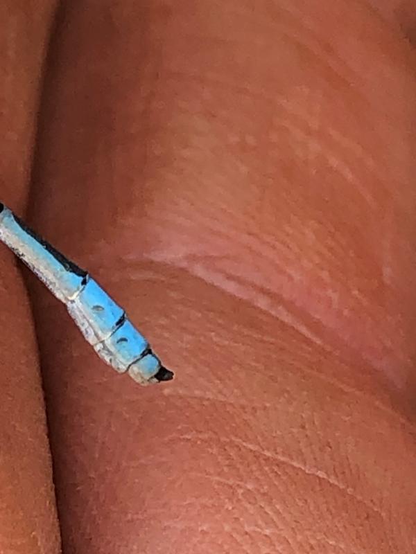Photo of Familiar Bluet
