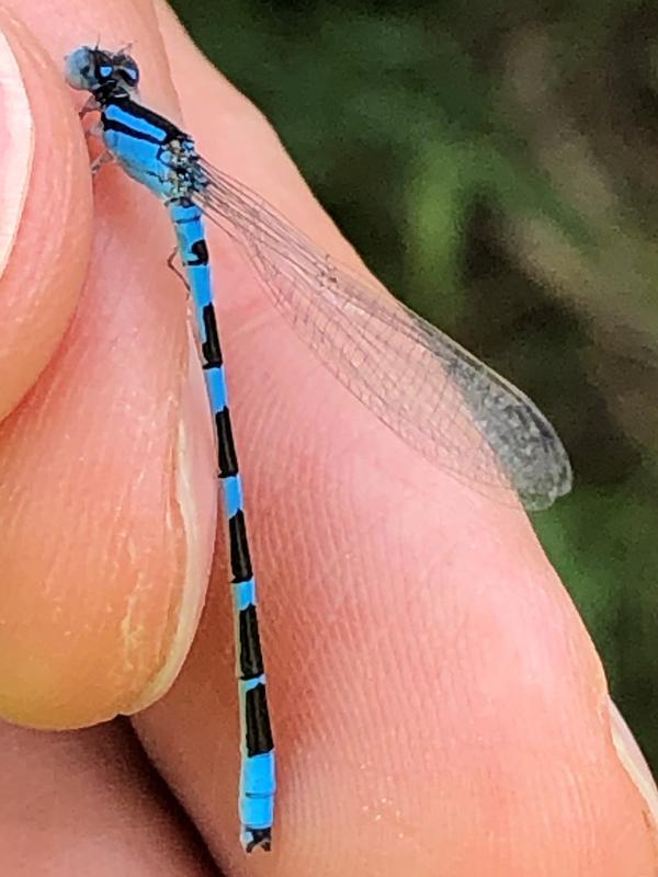 Photo of Tule Bluet