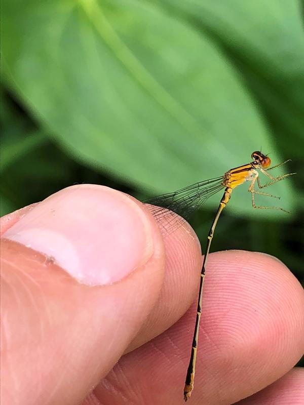 Photo of Orange Bluet
