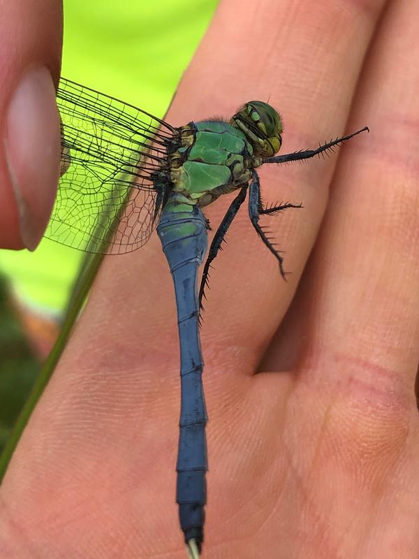 Photo of Eastern Pondhawk