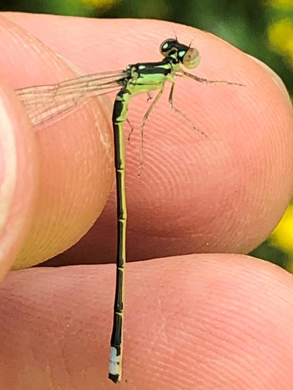 Photo of Eastern Forktail