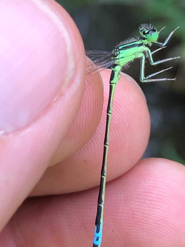 Photo of Eastern Forktail