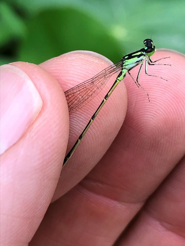 Photo of Fragile Forktail
