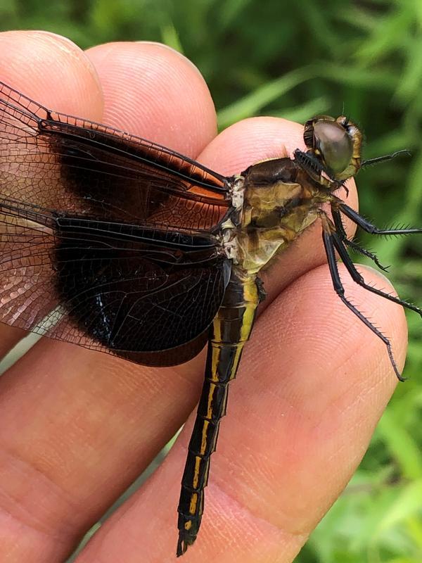 Photo of Widow Skimmer